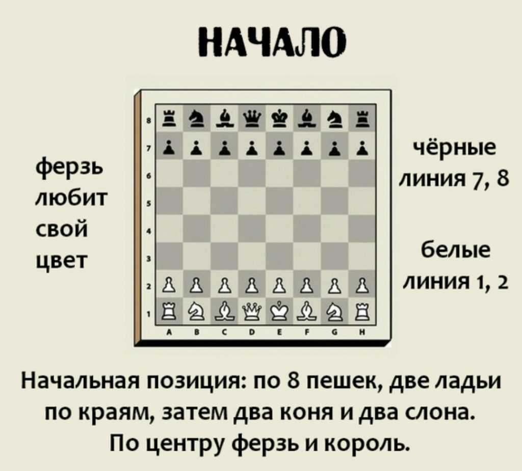 Шахматы