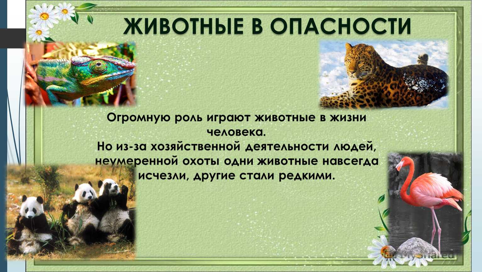 Невероятно очаровательные создания: 15 самых милых животных в мире