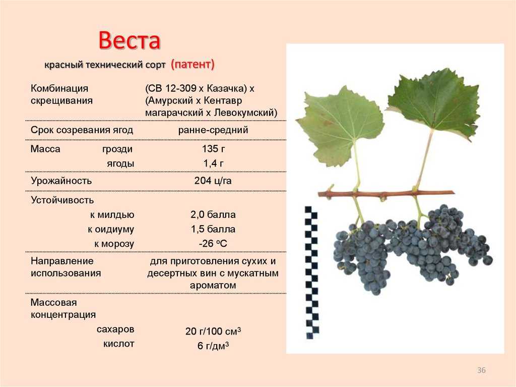 Лучшие сорта винограда для подмосковья (неукрывные, зимостойкие, скороспелые)
