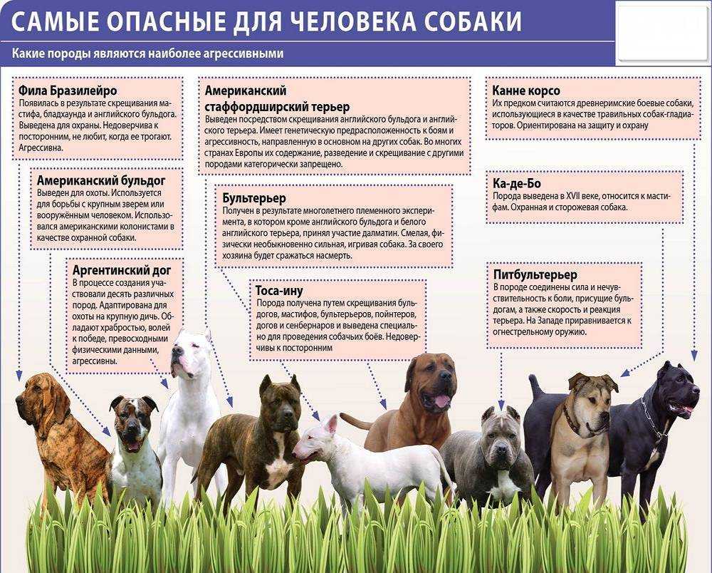 Топ – 10 опасных пород собак