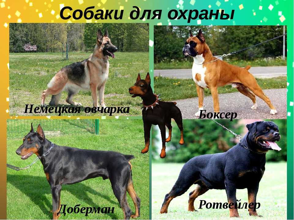 Сторожевые породы собак с фото для частного дома и квартиры