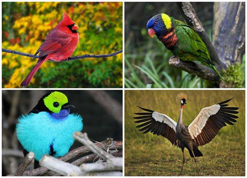 7 самых необычных и экзотических птиц в мире