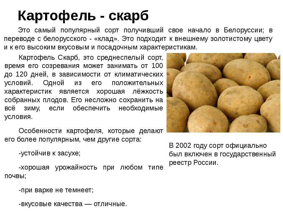 Российские сорта картофеля с фото и описаниями