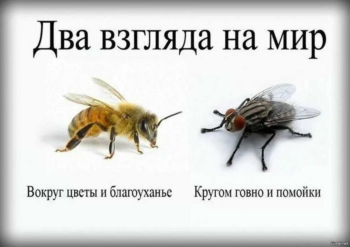 12 животных, у которых настолько большие глаза, что вы утонете в них с первого взгляда