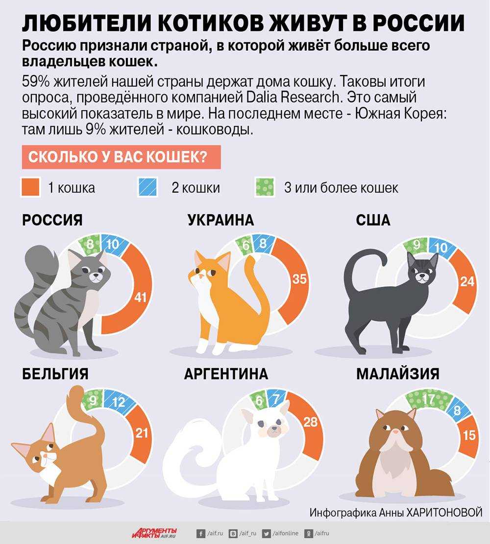 20 самых популярных пород кошек с описанием и фото