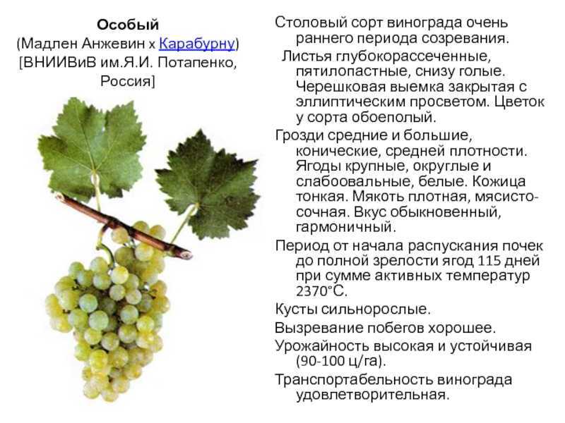 Самые вкусные и урожайные технические и столовые сорта винограда для посадки в 2023 году Топ-20 лучших сортов винограда для разных регионов России