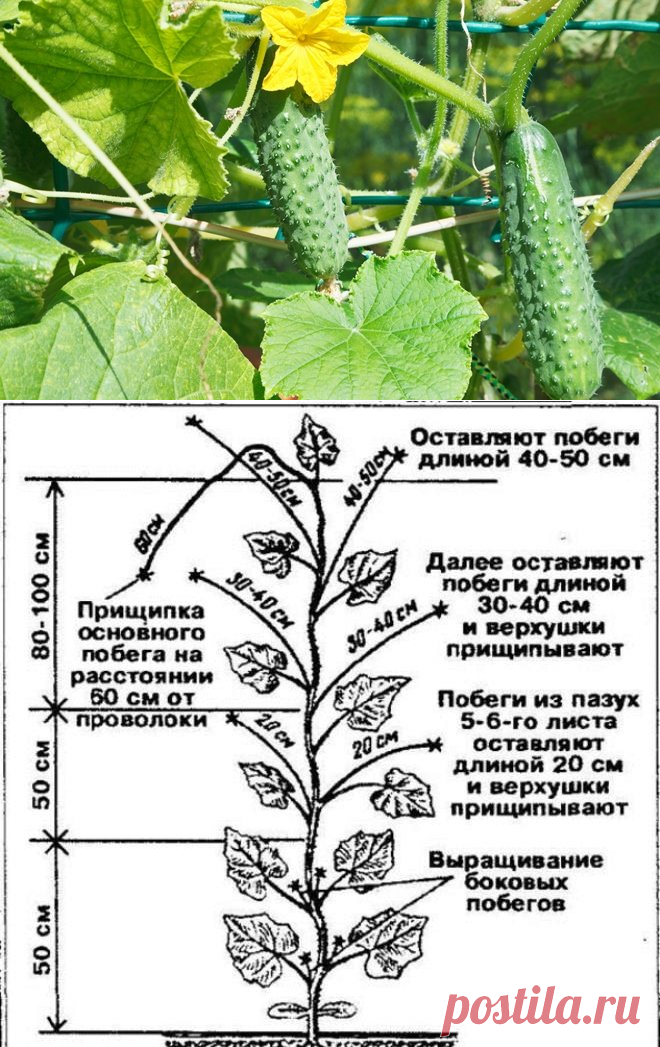Сорта кустовых кабачков для открытого грунта / как выращивать всходы цукини