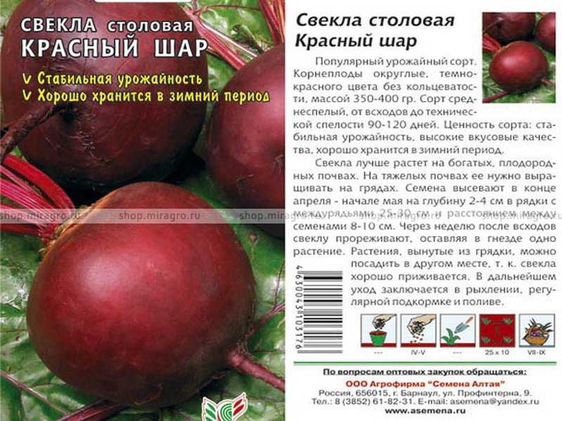 Лучшие сорта свеклы для урала: особенности местного климата, критерии выбора семян, описание, фото, и какие идеально подходят для длительного хранения и выращивания?